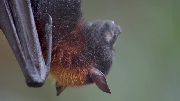 A large flying fox hanging upside down chewing a piece of fruit. EXTREME CLOSE UP