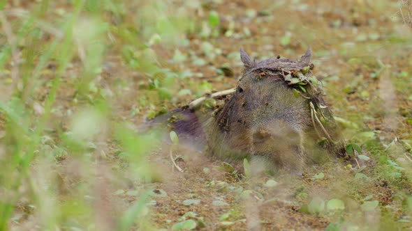 Cute capybara camouflaged and blended in with the surrounding vegetations, chilling and cooling down