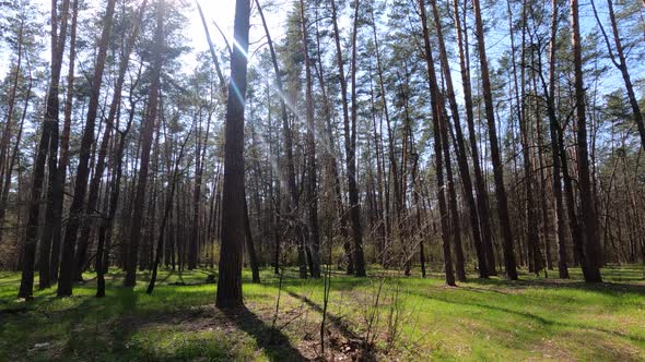 Walking Through the Forest with Pine Trees During the Day POV Slow Motion