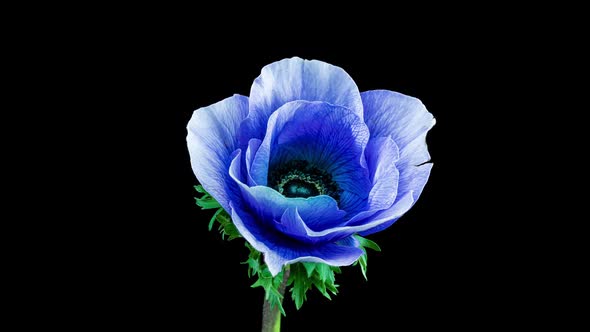 Beautiful Blue Anemone Flower Blooming on Black Background Closeup