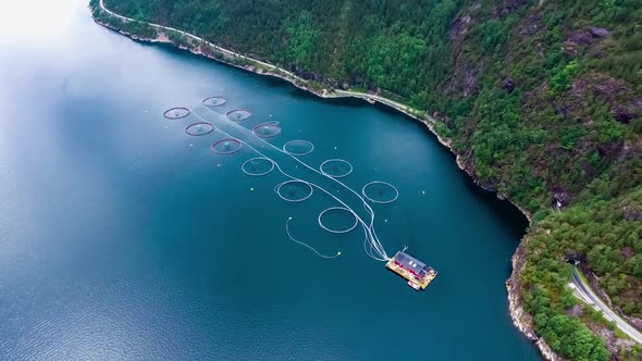 Farm Salmon Fishing in Norway