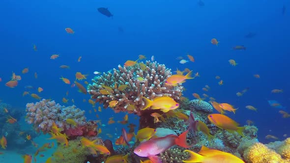 Red Sea Beauty Underwater