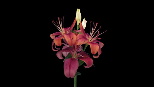 Time-lapse of dying red Tiger lily 