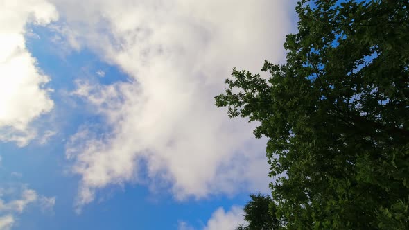 Green Summer Tree With Sky Background Timelapse