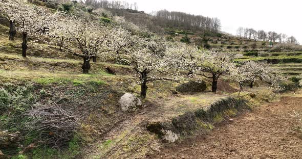 Fascinating view of the cherry blossom in Valle del Jerte, Spain