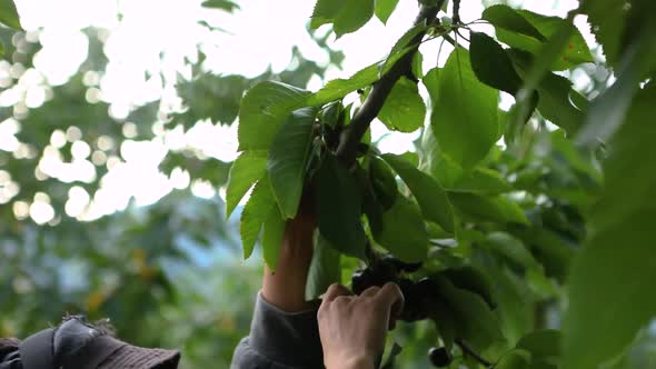 Picking Cherries in the Orchard