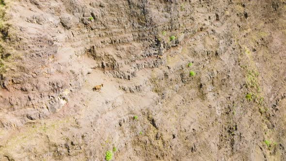 Drone Shot of Wild Goats Walking By Trail on Steep Mountain Cliff Napali Coast