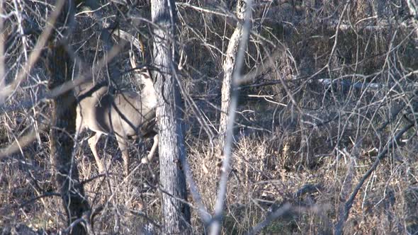 whitetail deer in the wild