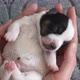 Puppy Sleeping in the Owners Hands - VideoHive Item for Sale