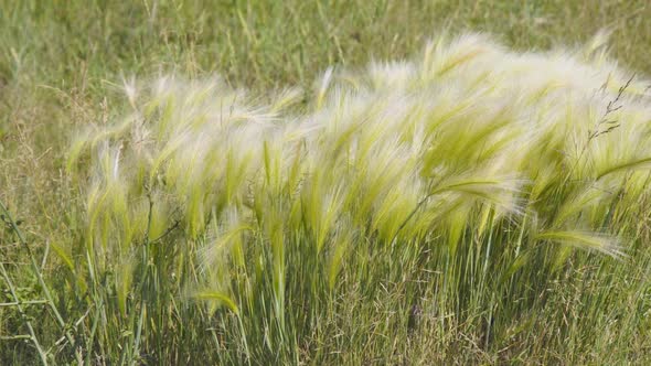 Feather Grass in the Meadow Inflates the Wind