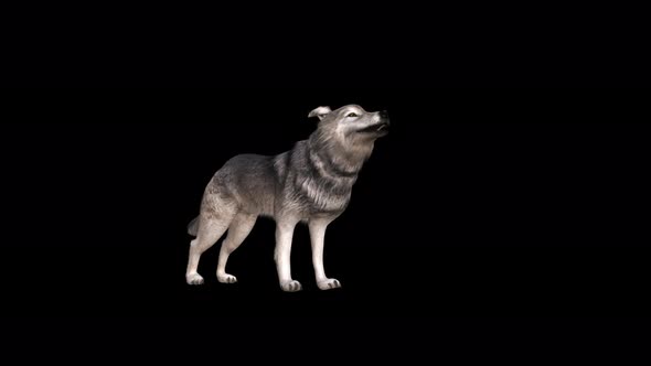 4K Wolf Howling alt