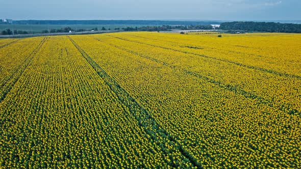 Flowering of Yellow Sunflowers in the Field