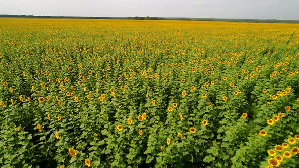 Aerial View Sunflower Field with Yellow Flowers