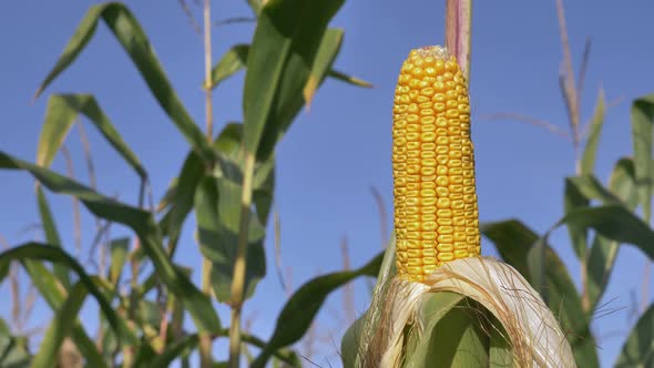 Closeup view on ready yellow corn on a field.