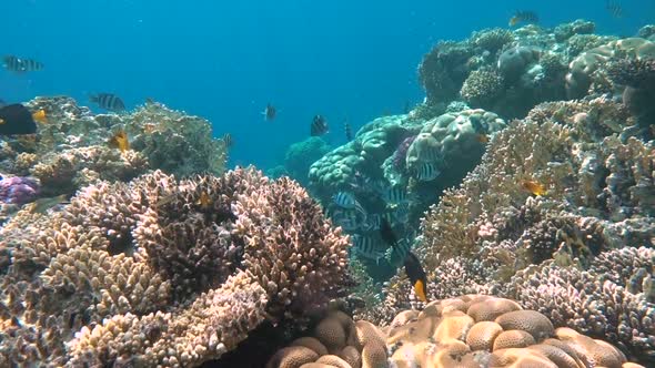 Tropical Coral Reef