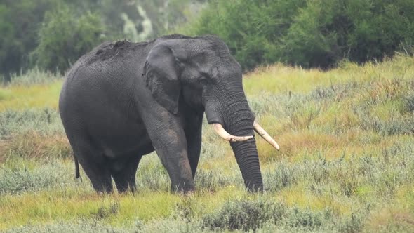 Male elephant eating in a nature reserve in Kenya, Africa, on a rainy day