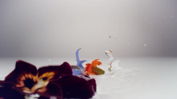 Camera follows pansy flowers falling on water surface. Slow Motion.