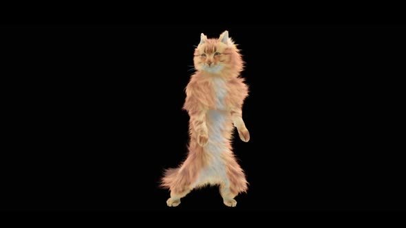 Cat Dancing HD