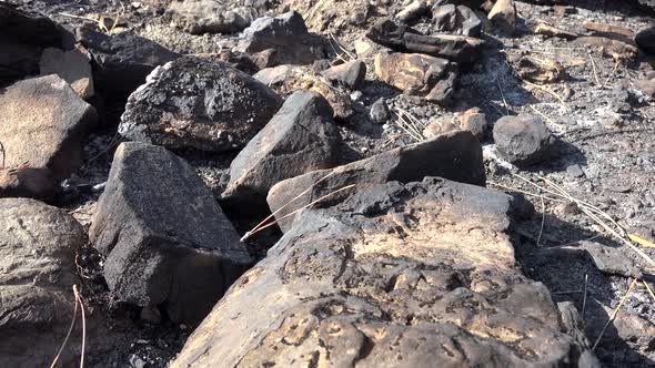 Black Tree Trunk and Branch With Ash After a Forest Fire