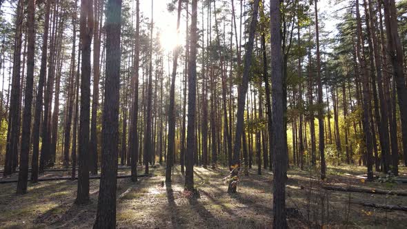 Trees in the Forest on an Autumn Day