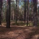Sunny Autumn Pine Forest - VideoHive Item for Sale
