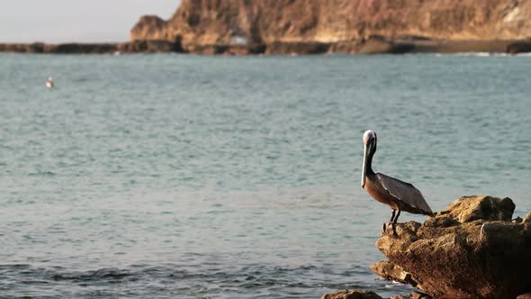 Brown Pelican (pelecanus occidentalis), Costa Rica Birds Sitting on Rocks on the Pacific Ocean Coast