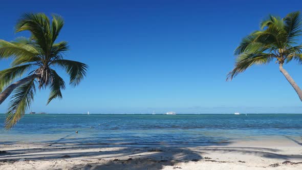 Coconut Palm Tree on Tropical Beach