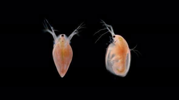 Water Flea Daphnia Simocephalus Vetulus Under a Microscope Class Branchiopoda