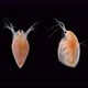 Water Flea Daphnia Simocephalus Vetulus Under a Microscope Class Branchiopoda - VideoHive Item for Sale