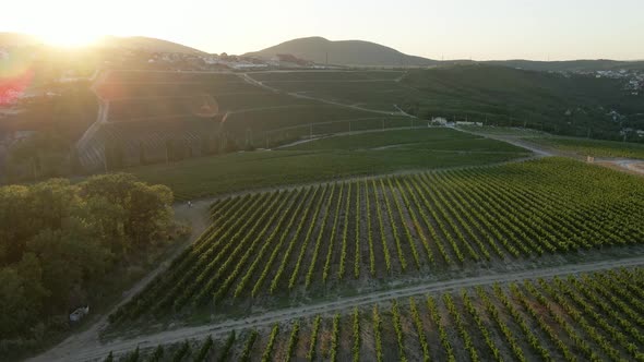 Large Vineyard Field in the Summer at Sunset