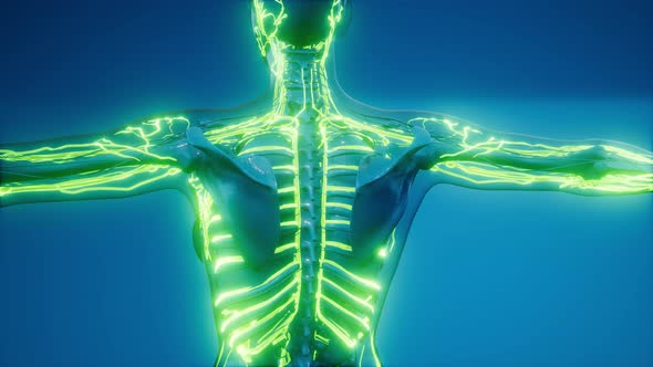 Blood Vessels of Human Body alt