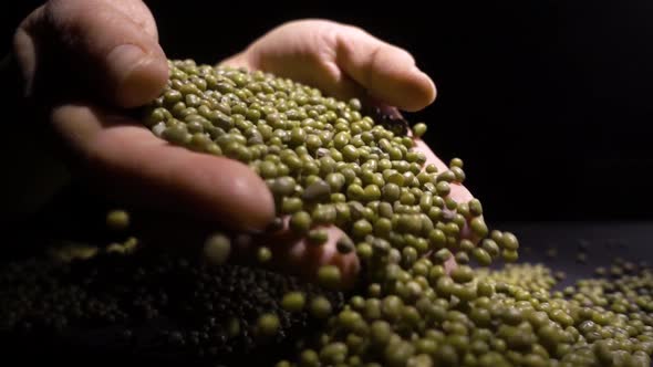 Closeup of Unknown Woman Hands Holding Mung Beans or Green Beans