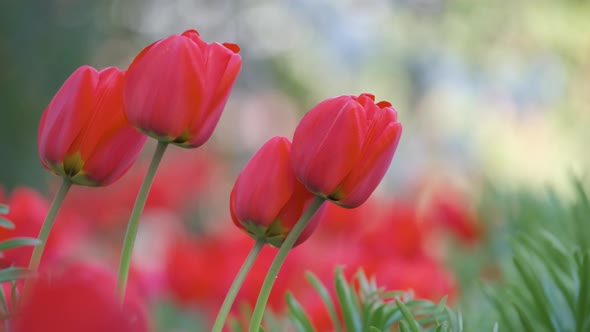 Bright Red Tulip Flowers Blooming on Outdoor Flowerbed on Sunny Spring Day