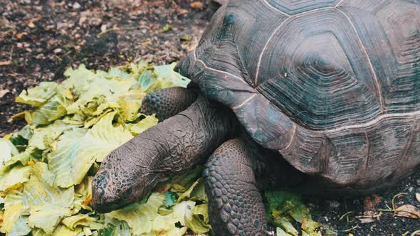 Feeding Huge Aldabra Giant Tortoise Green Leaves in Reserve Zanzibar Africa