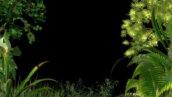 Tropical plants  In Black Background