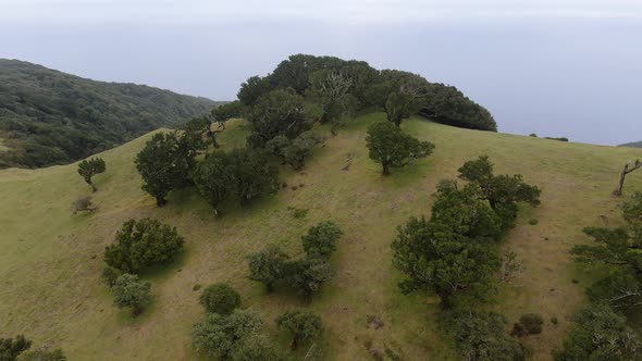 Aerial view of old and rare Fanal laurisilva forest on Madeira island, Portugal