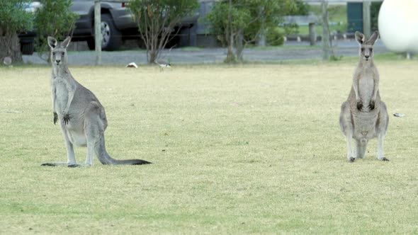 Australian kangaroo's grazing in a township park land. Two roos, a male and a female, looking at the