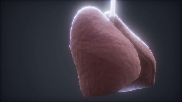 Loop 3d Rendered Medically Accurate Animation of the Human Lung