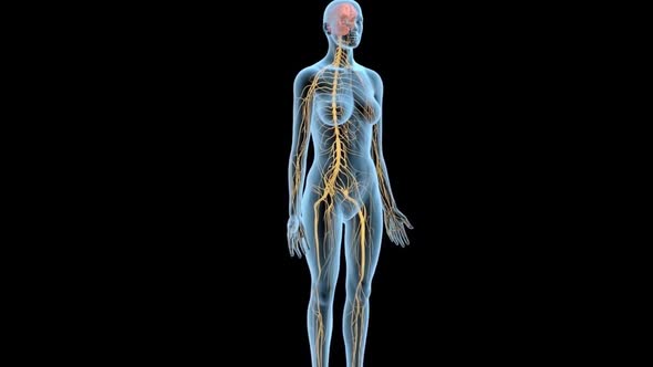 The Human nervous system 3d medical animation