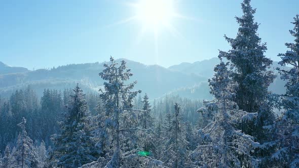 Flight Over a Fabulous Snowcovered Forest on the Slopes of the Mountains