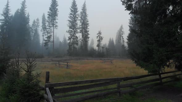 Spruce Trees and Wooden Fence in the Morning Fog