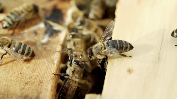 Some bees crawling inside of their beehive in a sunny day.