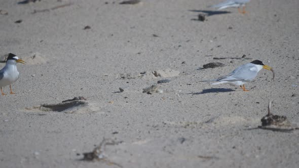 little tern adult attempts to feed then protect their chick