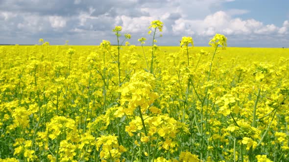 Oilseed Rape Blooming in Farmland in Countryside Under Blue Sky Closeup View