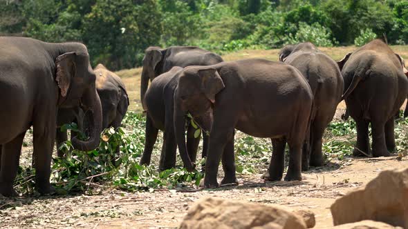 Asian Elephants Eating in Yala National Park