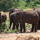 Asian Elephants Eating in Yala National Park - VideoHive Item for Sale