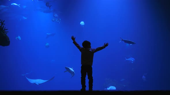 Kid Looks with Admiration at Tropical Fishes and Touch Blue Aquarium in Oceanarium