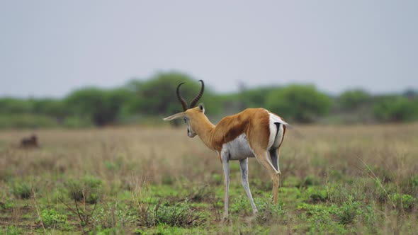 Lone Springbok On The Savannah In Central Kalahari Game Reserve, Botswana. wide