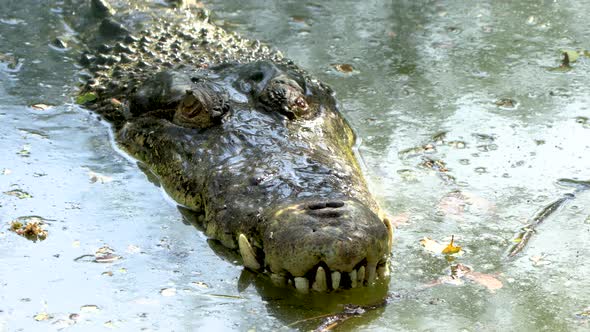 close-up of big Jaws and head of a crocodile, front view