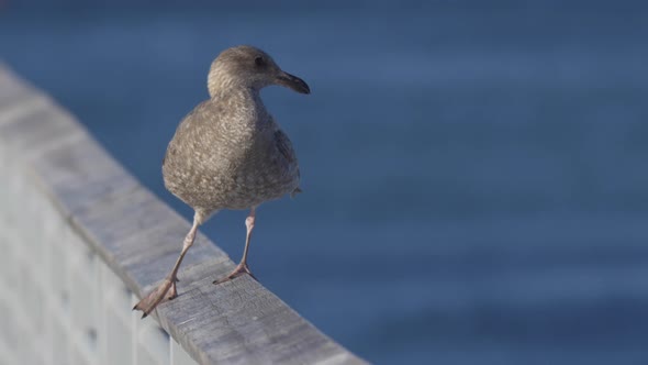 A gray seagull rests near the Pacific Ocean.